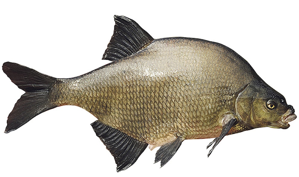 YOUR GUIDE TO FISHING A WEIR POOL Angling Times